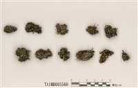 藏品(麩石蕊)的圖片